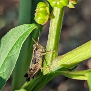 Phaulacridium vittatum at Watson, ACT - 3 Jan 2022 07:10 AM