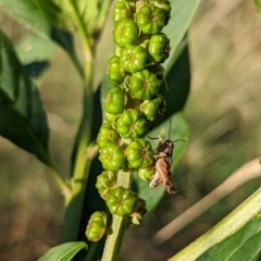 Phytolacca octandra (Inkweed) at Watson, ACT - 3 Jan 2022 by sbittinger