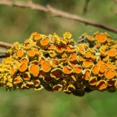 Teloschistes sp. (genus) (A lichen) at Watson, ACT - 3 Jan 2022 by sbittinger