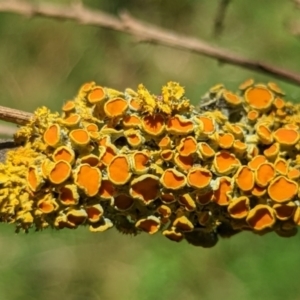 Teloschistes sp. (genus) at Watson, ACT - 3 Jan 2022