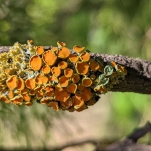 Teloschistes sp. (genus) at Watson, ACT - 3 Jan 2022