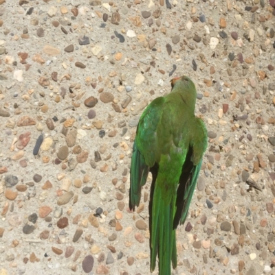 Polytelis swainsonii (Superb Parrot) at Australian National University - 22 Dec 2021 by jgiacon