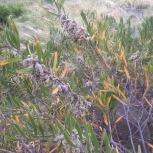 Acacia lanigera var. lanigera at Bruce, ACT - 1 Jan 2022 07:03 PM