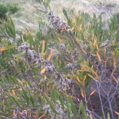 Acacia lanigera var. lanigera (Woolly Wattle, Hairy Wattle) at Bruce, ACT - 1 Jan 2022 by jgiacon