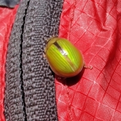 Paropsisterna hectica (A leaf beetle) at Kosciuszko National Park - 21 Dec 2021 by Philip