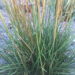 Unverified Grass at Belconnen, ACT - 7 Jan 2022 by JohnGiacon