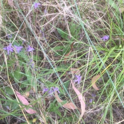 Caesia calliantha (Blue Grass-lily) at Bruce, ACT - 3 Jan 2022 by JohnGiacon