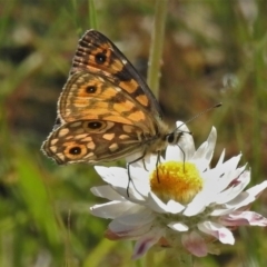 Oreixenica orichora (Spotted Alpine Xenica) at Cotter River, ACT - 4 Jan 2022 by JohnBundock