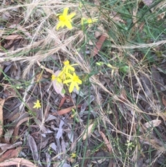 Tricoryne elatior (Yellow Rush Lily) at Aranda, ACT - 3 Jan 2022 by JohnGiacon