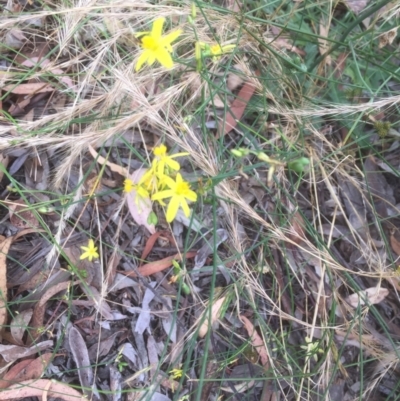 Tricoryne elatior (Yellow Rush Lily) at Aranda, ACT - 3 Jan 2022 by JohnGiacon