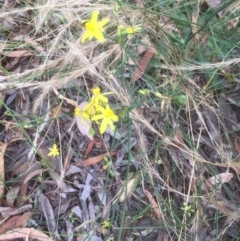 Tricoryne elatior (Yellow Rush Lily) at Aranda, ACT - 3 Jan 2022 by jgiacon