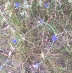 Eryngium ovinum (Blue Devil) at Belconnen, ACT - 3 Jan 2022 by jgiacon