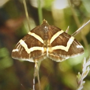 Chrysolarentia oxygona at Cotter River, ACT - 4 Jan 2022