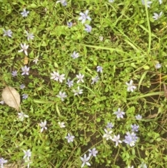 Isotoma fluviatilis subsp. australis (Swamp Isotome) at Forde, ACT - 19 Dec 2021 by JohnGiacon