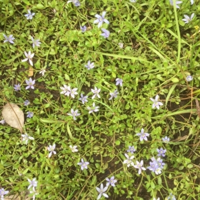 Isotoma fluviatilis subsp. australis (Swamp Isotome) at Forde, ACT - 18 Dec 2021 by jgiacon