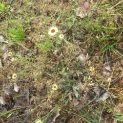 Tolpis barbata (Yellow Hawkweed) at Forde, ACT - 19 Dec 2021 by JohnGiacon