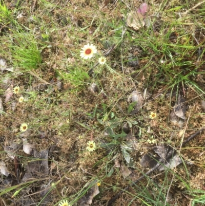 Tolpis barbata (Yellow Hawkweed) at Forde, ACT - 18 Dec 2021 by jgiacon