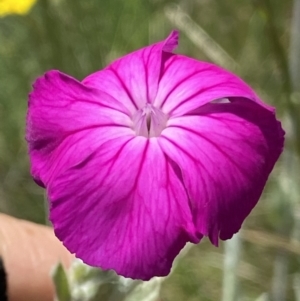 Silene coronaria at Mount Clear, ACT - 4 Jan 2022 12:56 PM