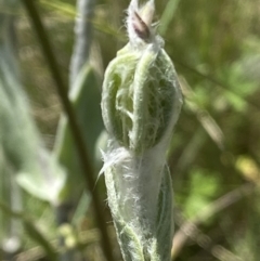 Silene coronaria at Mount Clear, ACT - 4 Jan 2022 12:56 PM