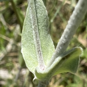 Silene coronaria at Mount Clear, ACT - 4 Jan 2022 12:56 PM