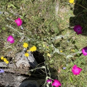 Silene coronaria at Mount Clear, ACT - 4 Jan 2022 12:56 PM