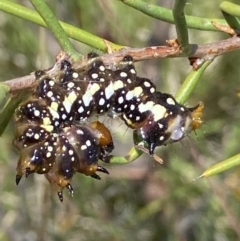 Psalidostetha banksiae (Banksia Moth) at Namadgi National Park - 4 Jan 2022 by RAllen