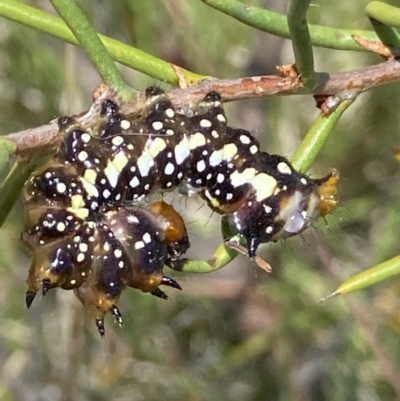 Psalidostetha banksiae (Banksia Moth) at Mount Clear, ACT - 4 Jan 2022 by RAllen