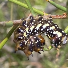 Psalidostetha banksiae at Mount Clear, ACT - 4 Jan 2022