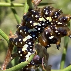 Psalidostetha banksiae at Mount Clear, ACT - 4 Jan 2022