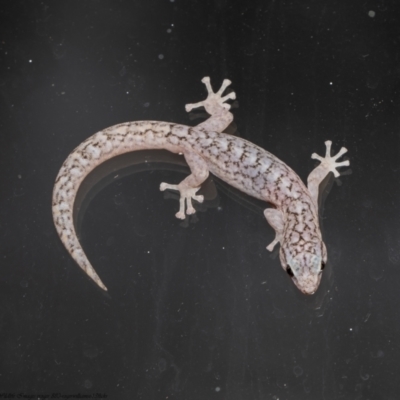 Christinus marmoratus (Southern Marbled Gecko) at Macgregor, ACT - 4 Jan 2022 by Roger
