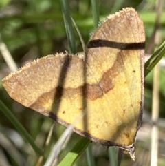 Anachloris subochraria (Golden Grass Carpet (Ennominae)) at Mount Clear, ACT - 4 Jan 2022 by RAllen