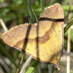 Anachloris subochraria at Mount Clear, ACT - 4 Jan 2022