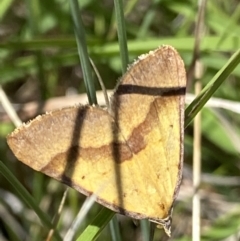 Anachloris subochraria at Mount Clear, ACT - 4 Jan 2022