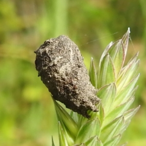 Cryptocephalinae (sub-family) at Stromlo, ACT - 7 Dec 2021