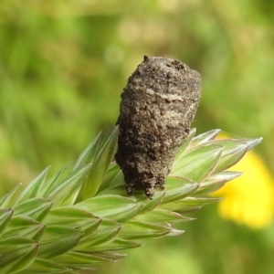 Cryptocephalinae (sub-family) at Stromlo, ACT - 7 Dec 2021