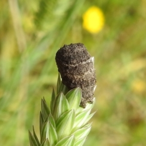 Cryptocephalinae (sub-family) at Stromlo, ACT - 7 Dec 2021