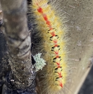 Trichiocercus (genus) at Mount Clear, ACT - 4 Jan 2022