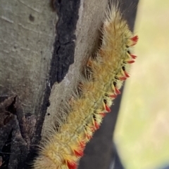 Trichiocercus (genus) at Mount Clear, ACT - 4 Jan 2022