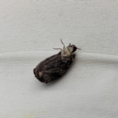 Mataeomera (genus) (A Scale Moth, Acontiinae) at Paddys River, ACT - 14 Dec 2021 by HelenCross