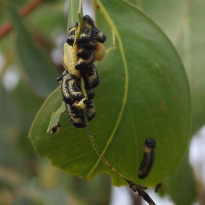 Paropsis atomaria (Eucalyptus leaf beetle) at Stromlo, ACT - 4 Jan 2022 by HelenCross