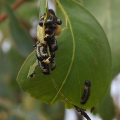 Paropsini sp. (tribe) (Unidentified paropsine leaf beetle) at Stromlo, ACT - 3 Jan 2022 by HelenCross