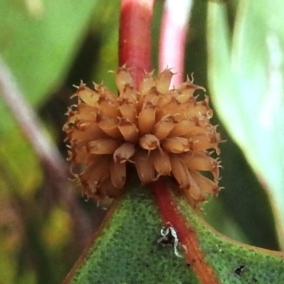 Paropsis atomaria (Eucalyptus leaf beetle) at Lions Youth Haven - Westwood Farm A.C.T. - 3 Jan 2022 by HelenCross