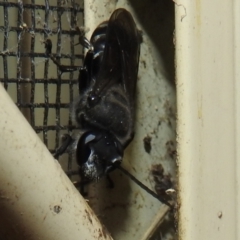 Pison sp. (genus) (Black mud-dauber wasp) at Lions Youth Haven - Westwood Farm A.C.T. - 4 Jan 2022 by HelenCross