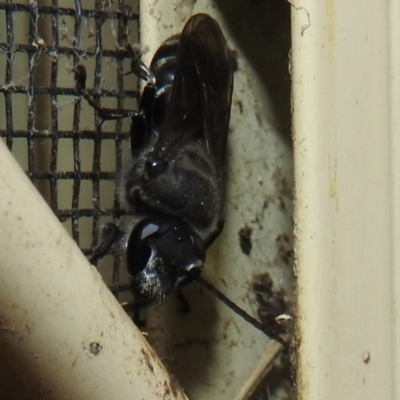 Pison sp. (genus) (Black mud-dauber wasp) at Kambah, ACT - 4 Jan 2022 by HelenCross