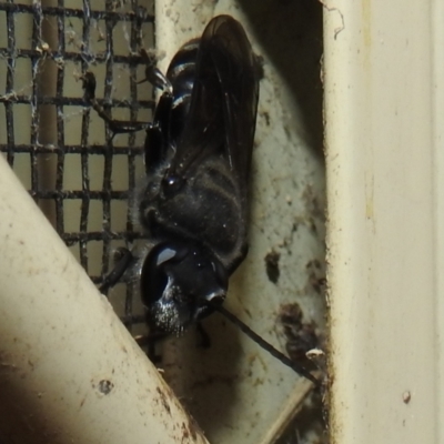 Pison sp. (genus) (Black mud-dauber wasp) at Lions Youth Haven - Westwood Farm A.C.T. - 4 Jan 2022 by HelenCross