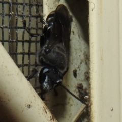 Pison sp. (genus) (Black mud-dauber wasp) at Kambah, ACT - 4 Jan 2022 by HelenCross