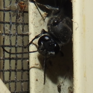 Pison sp. (genus) at Kambah, ACT - 4 Jan 2022