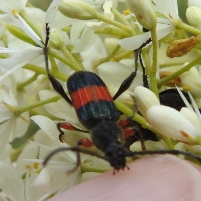 Obrida fascialis (One banded longicorn) at Lions Youth Haven - Westwood Farm A.C.T. - 4 Jan 2022 by HelenCross