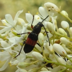 Obrida fascialis at Stromlo, ACT - 4 Jan 2022