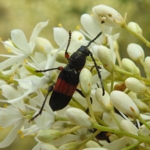 Obrida fascialis at Stromlo, ACT - 4 Jan 2022